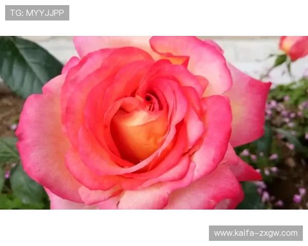 凯发登录首页网址查询安全提示及注意事项全面解析，保障账户安全